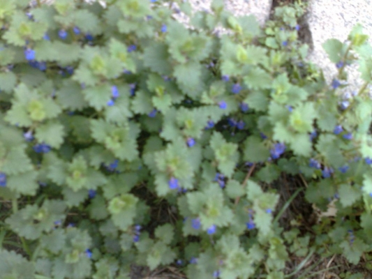 05052009468.jpg