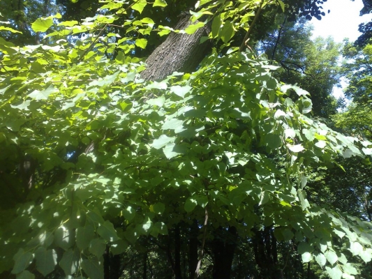 07062009518.jpg