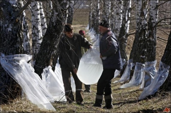 1303292770_belarus-birch-sap-01.jpg