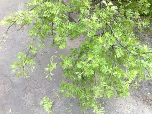 30042009462.jpg