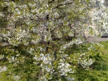 25042009446.jpg