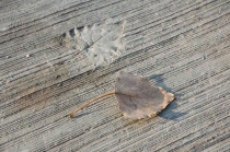 x_2173f133.jpg
